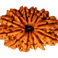 12 Mukhi Rudraksha